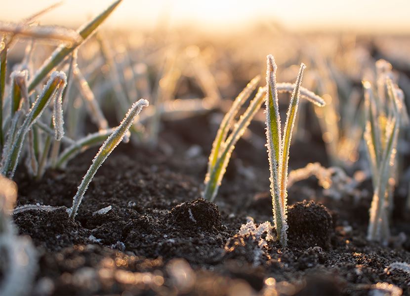 frosty crops